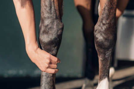 gestion molettes cheval pr&eacute;ventions 